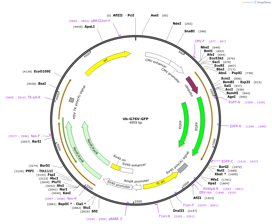 11941-plasmid-map-sequence-id-177122