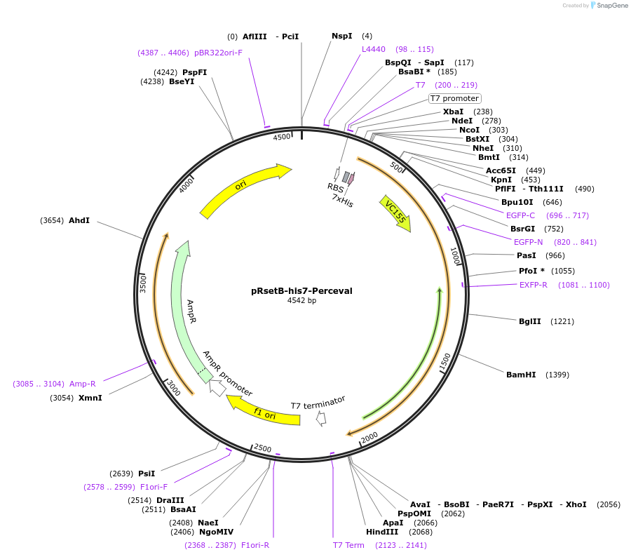 20336-plasmid-map-sequence-id-177129
