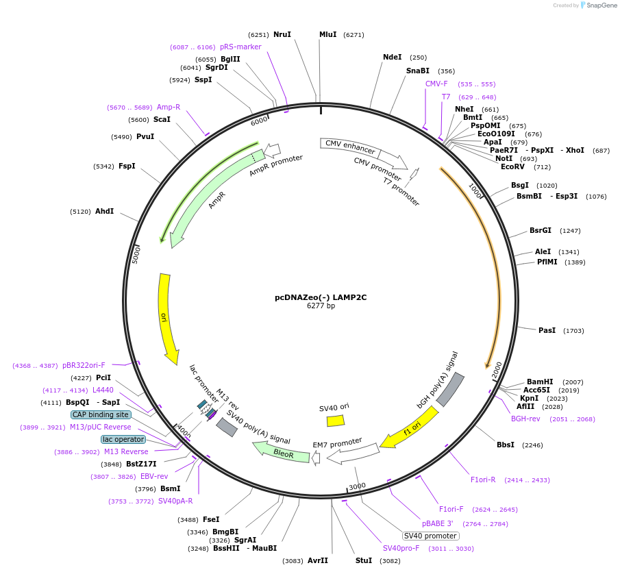 89342-plasmid-map-sequence-id-177156