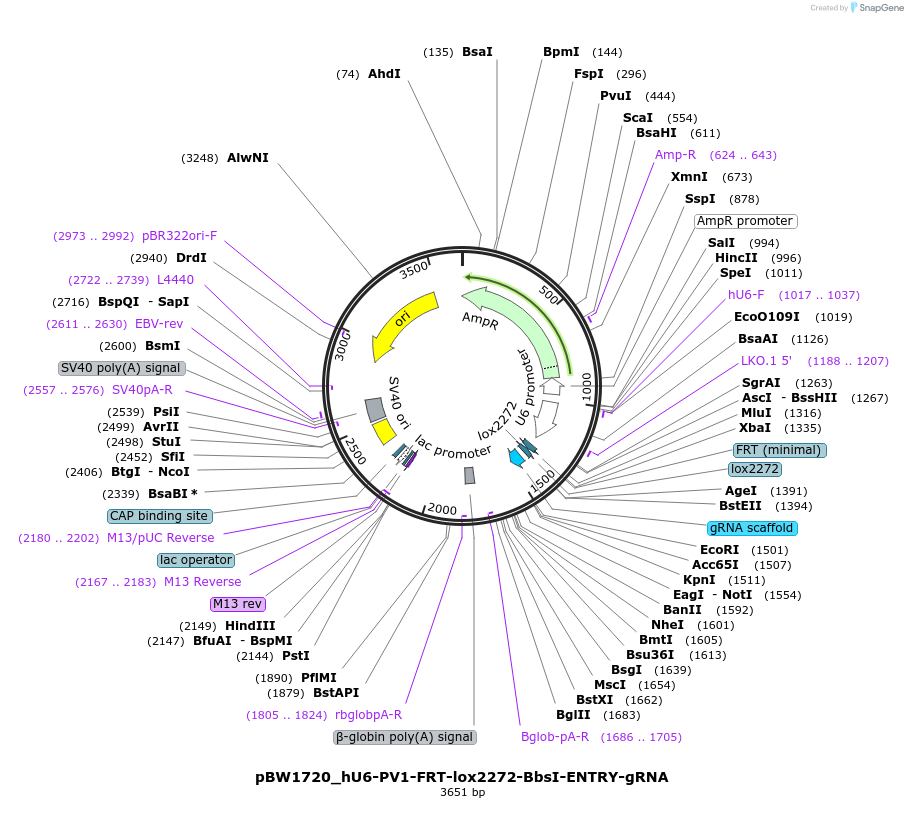 89053-plasmid-map-sequence-id-177157