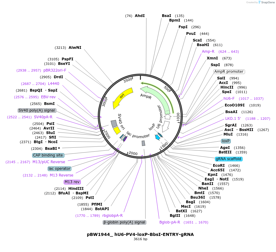 87572-plasmid-map-sequence-id-177161