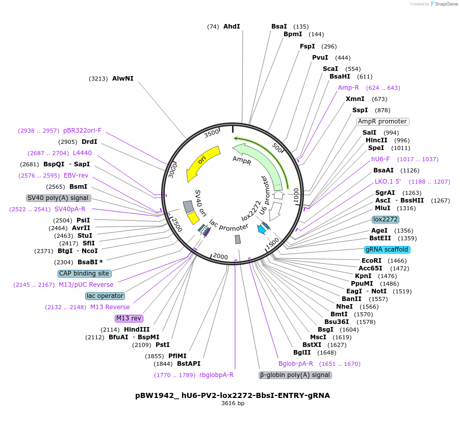 89055-plasmid-map-sequence-id-177165