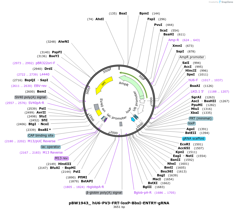 89056-plasmid-map-sequence-id-177166