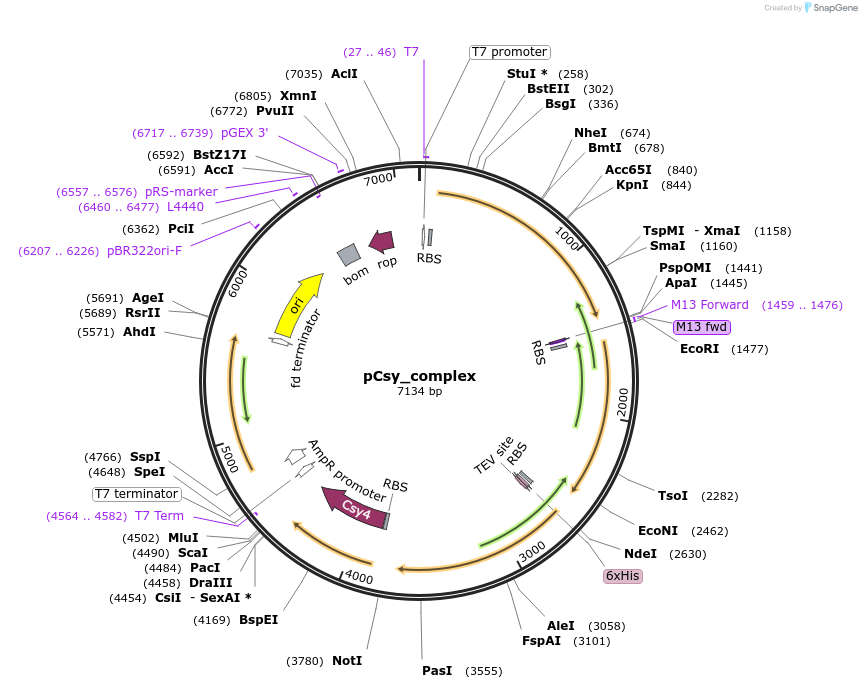 89232-plasmid-map-sequence-id-177172