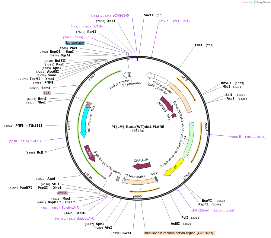 87590-plasmid-map-sequence-id-177184