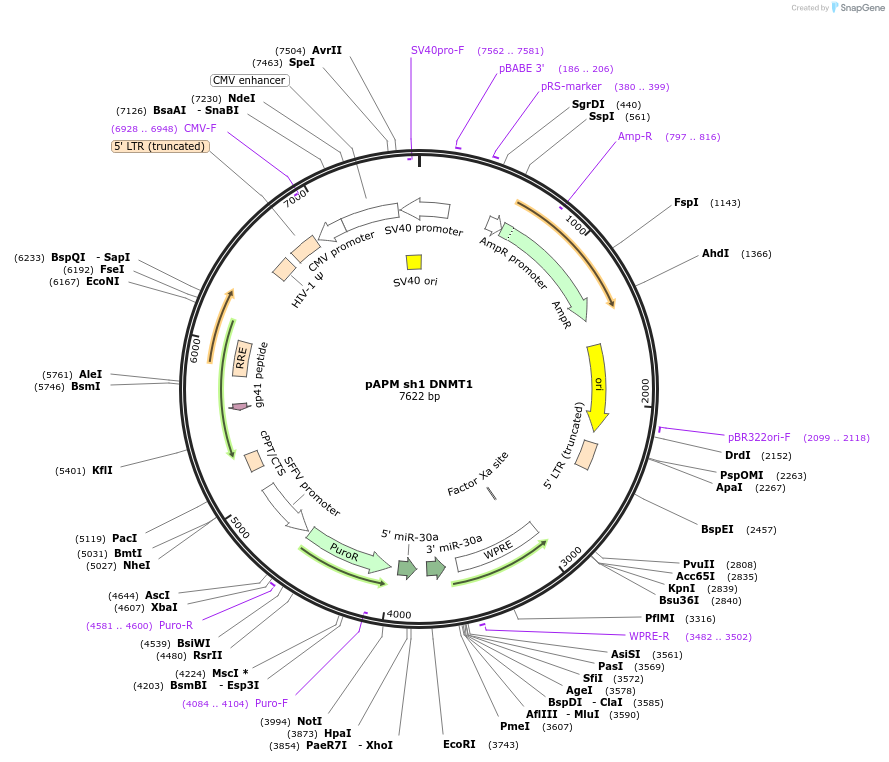 88884-plasmid-map-sequence-id-177198
