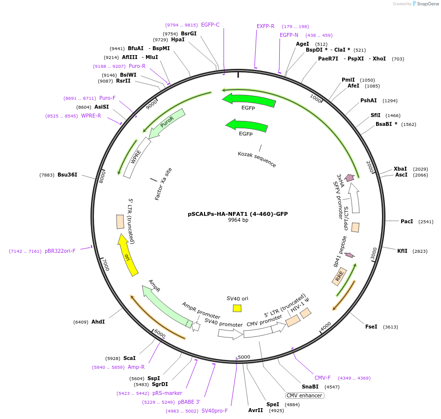 88879-plasmid-map-sequence-id-177202