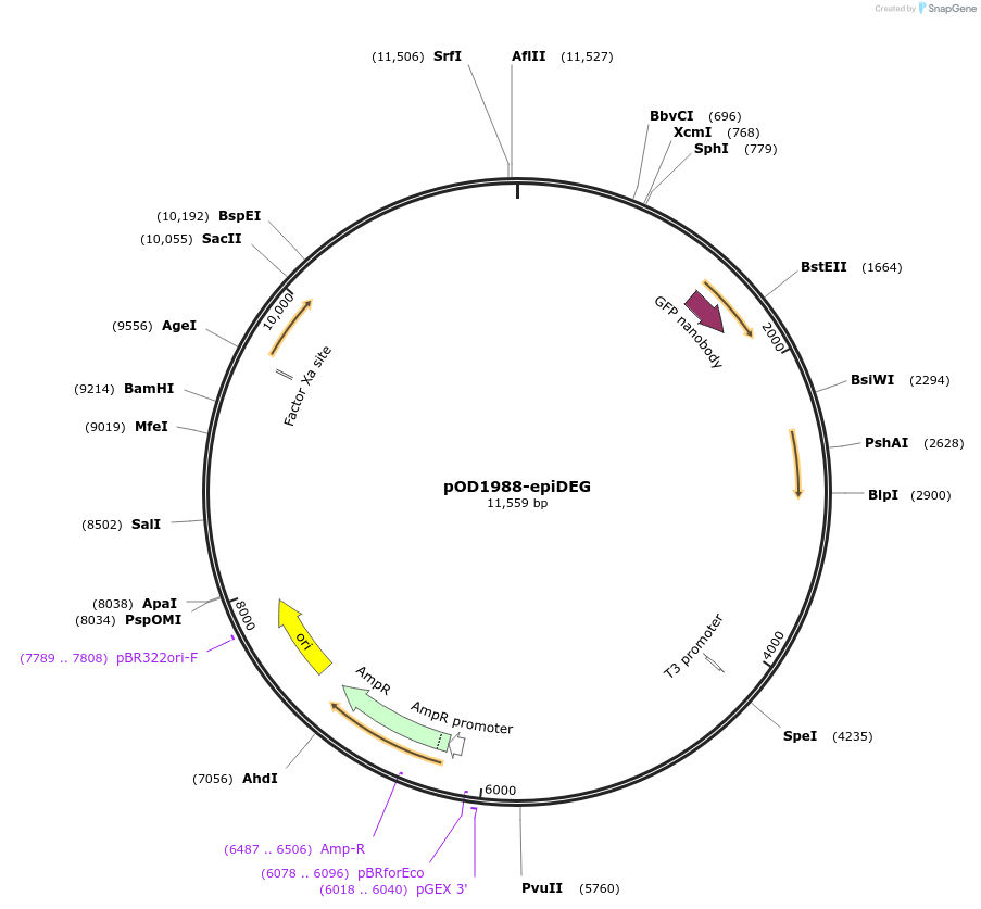 89357-plasmid-map-sequence-id-177228