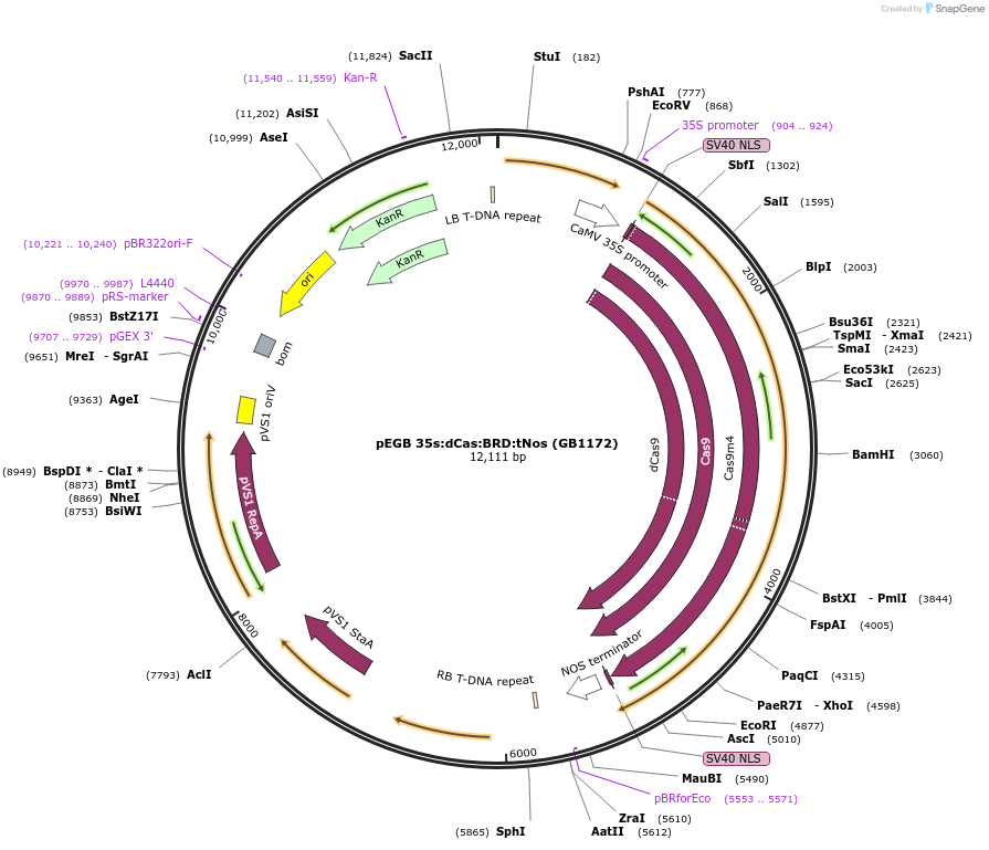 75401-plasmid-map-sequence-id-177256