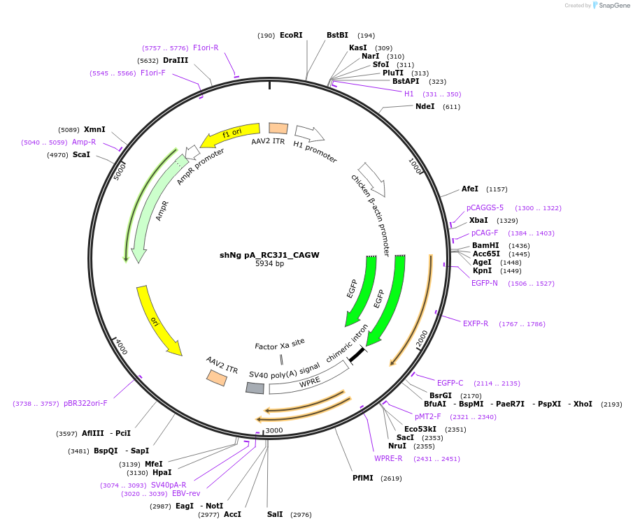 92155-plasmid-map-sequence-id-177275