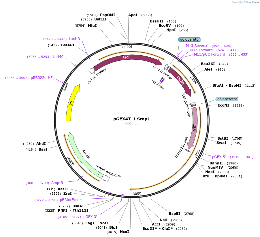 89691-plasmid-map-sequence-id-177284