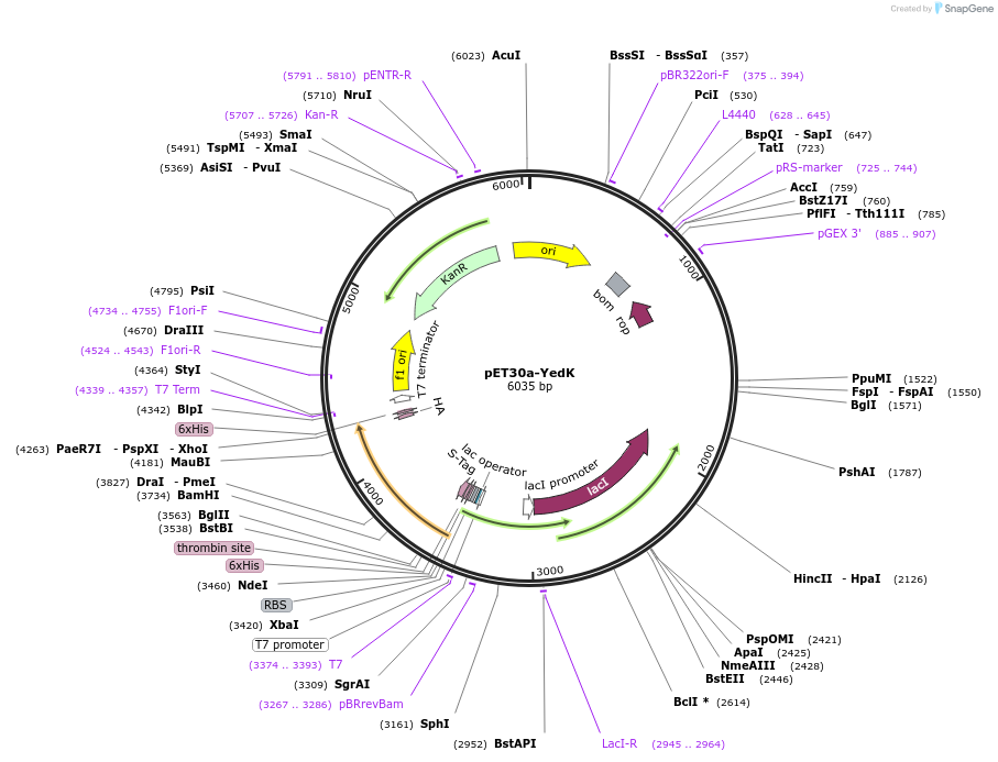86884-plasmid-map-sequence-id-177289