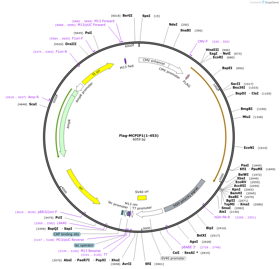 90106-plasmid-map-sequence-id-177319