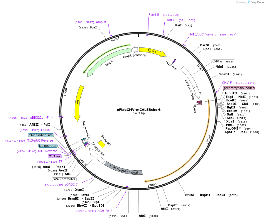 89398-plasmid-map-sequence-id-177323