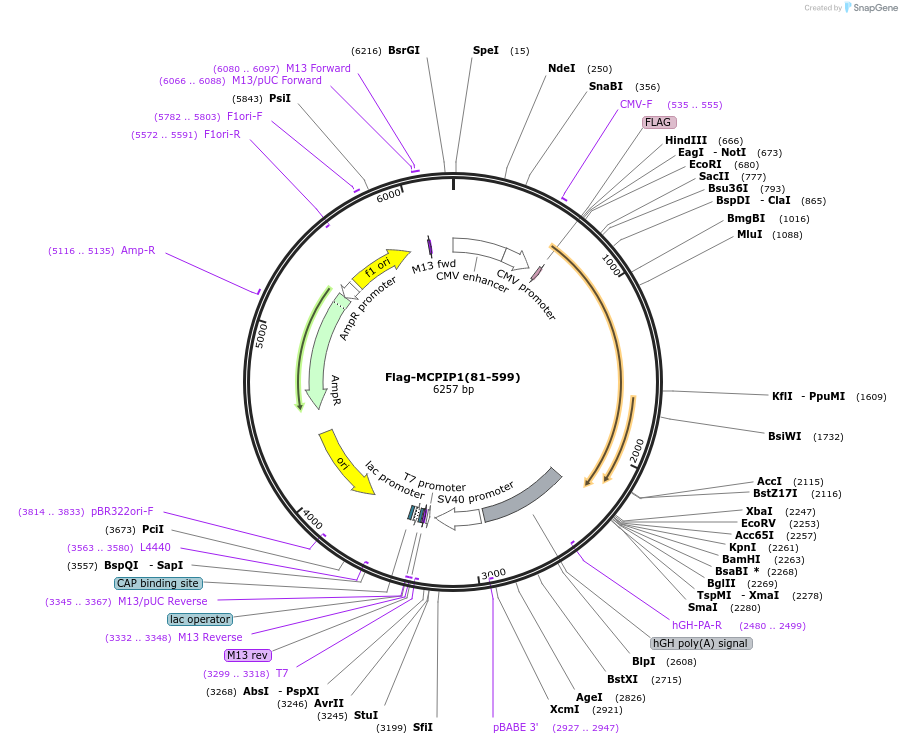 90107-plasmid-map-sequence-id-177324
