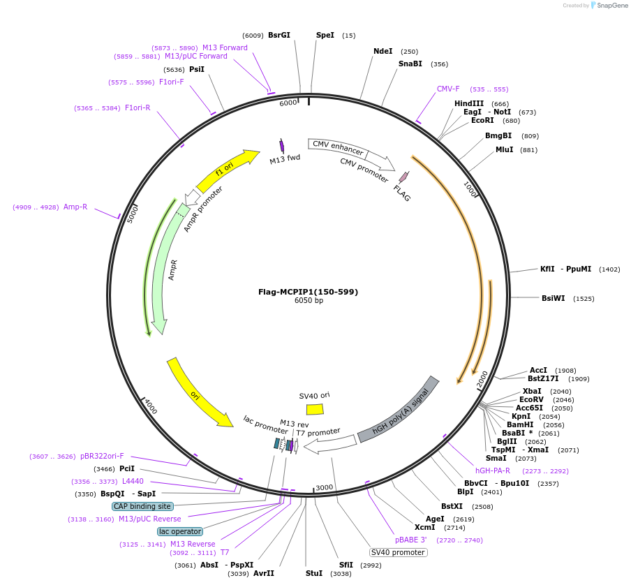90108-plasmid-map-sequence-id-177328