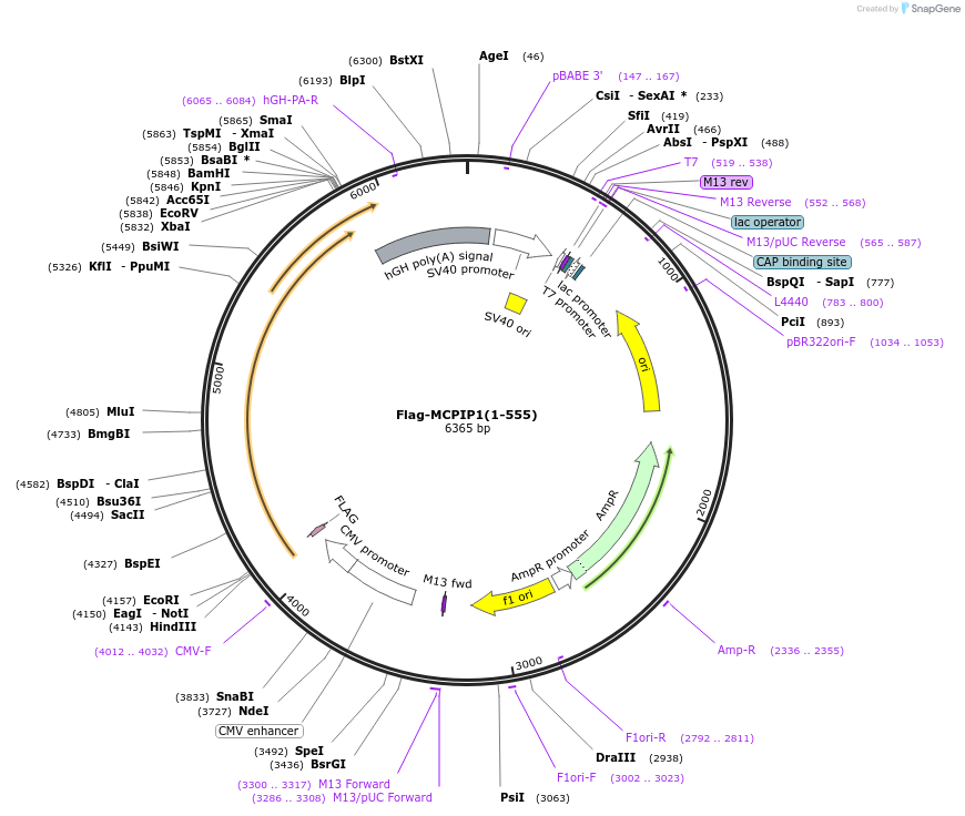 90105-plasmid-map-sequence-id-177335