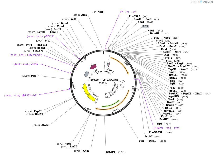 63938-plasmid-map-sequence-id-177344