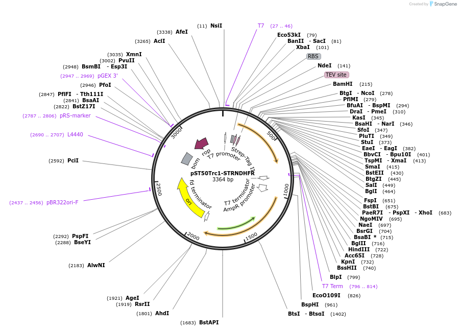 63942-plasmid-map-sequence-id-177348