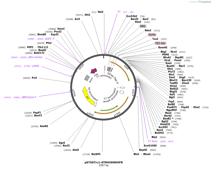 63946-plasmid-map-sequence-id-177352