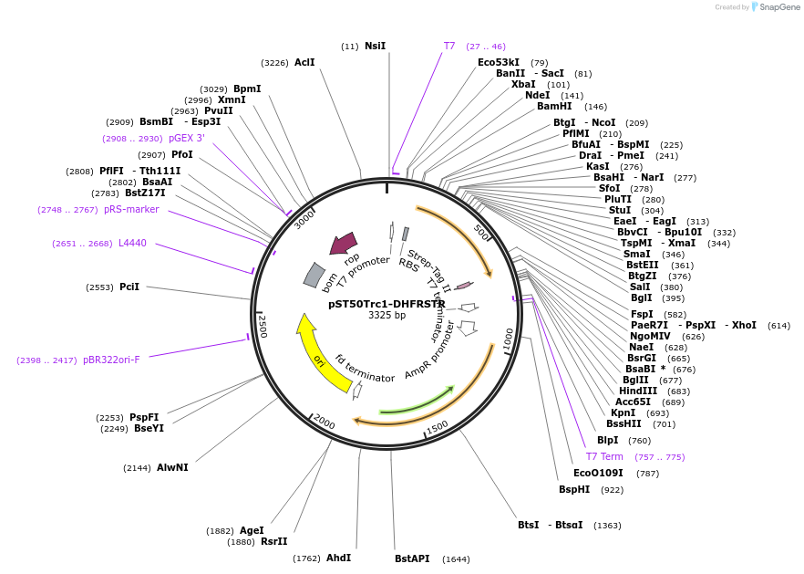 63950-plasmid-map-sequence-id-177356