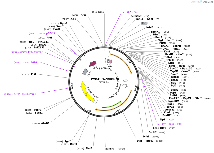 63972-plasmid-map-sequence-id-177378