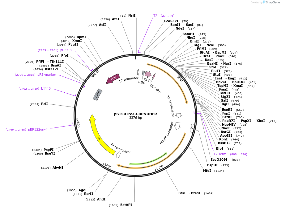 63977-plasmid-map-sequence-id-177383