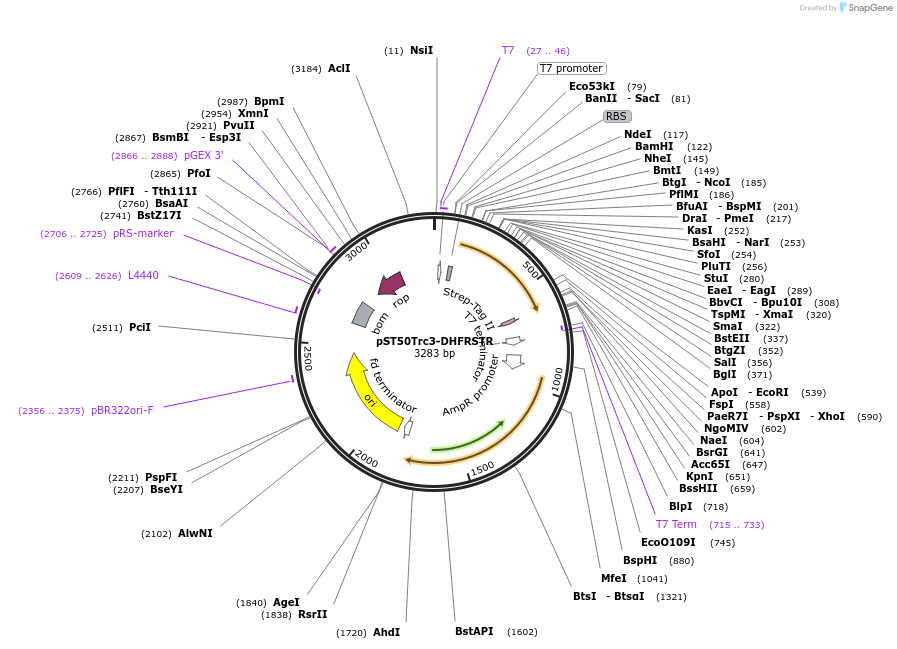 63986-plasmid-map-sequence-id-177392