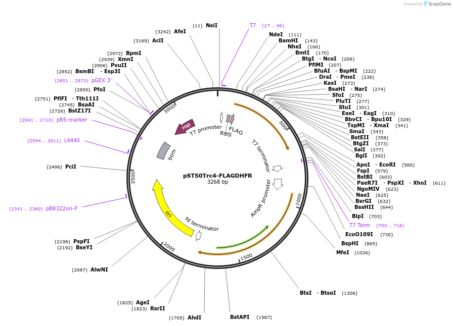 63992-plasmid-map-sequence-id-177398