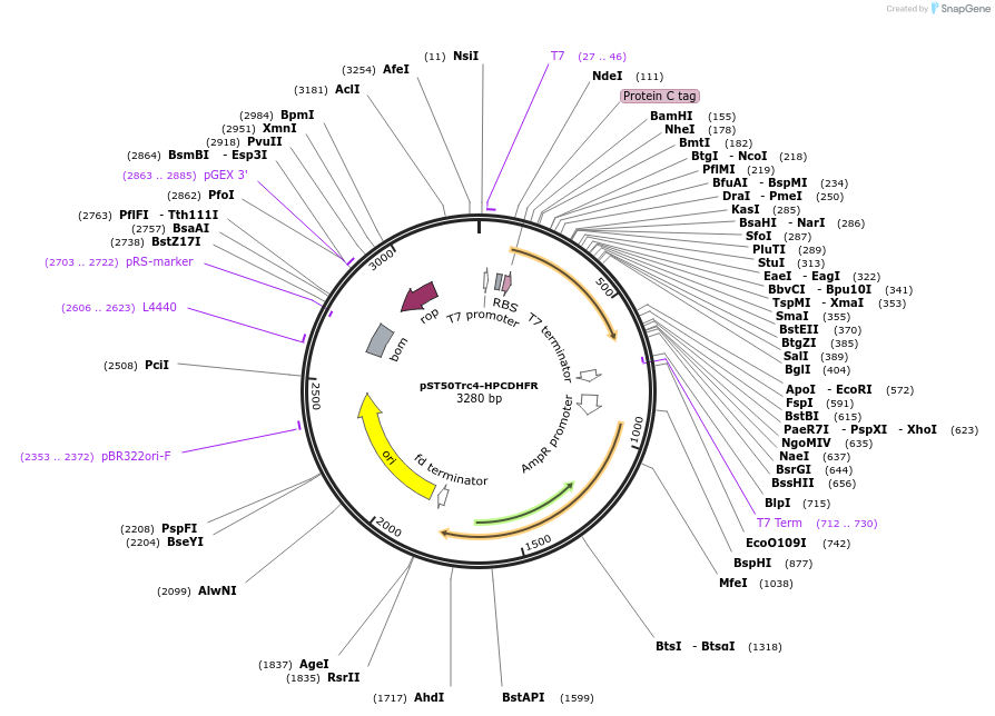 63993-plasmid-map-sequence-id-177399