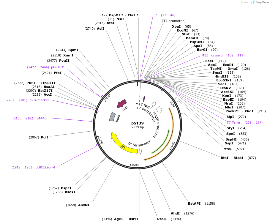 64009-plasmid-map-sequence-id-177415