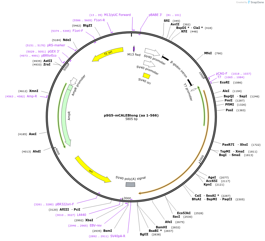 89399-plasmid-map-sequence-id-177416