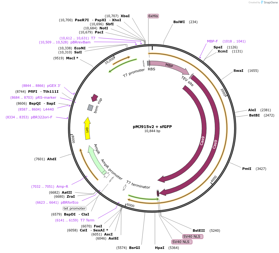 88918-plasmid-map-sequence-id-177417