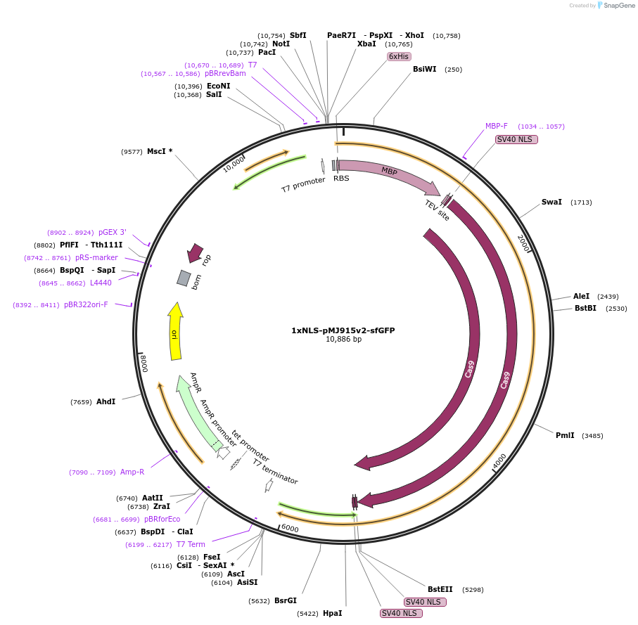 88919-plasmid-map-sequence-id-177419