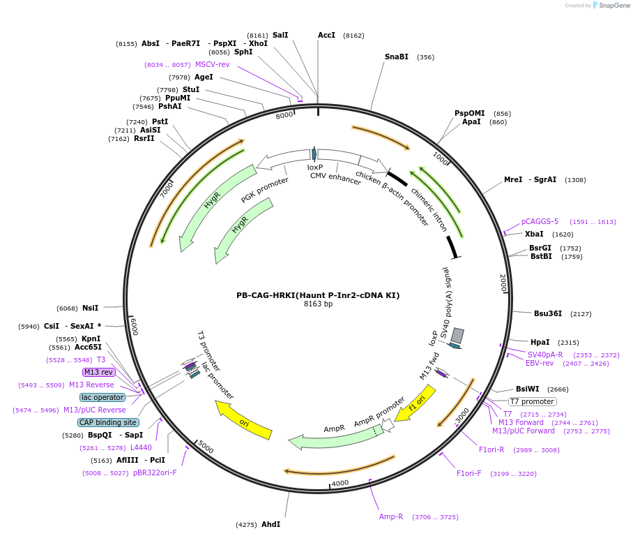 92163-plasmid-map-sequence-id-177432