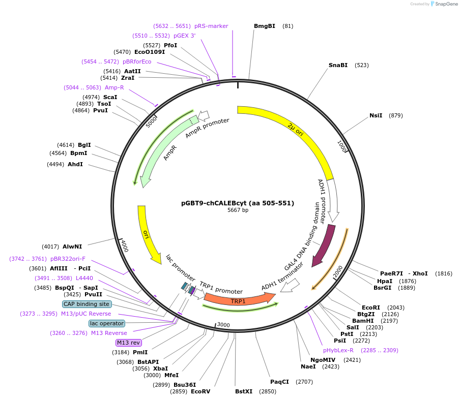 89403-plasmid-map-sequence-id-177451