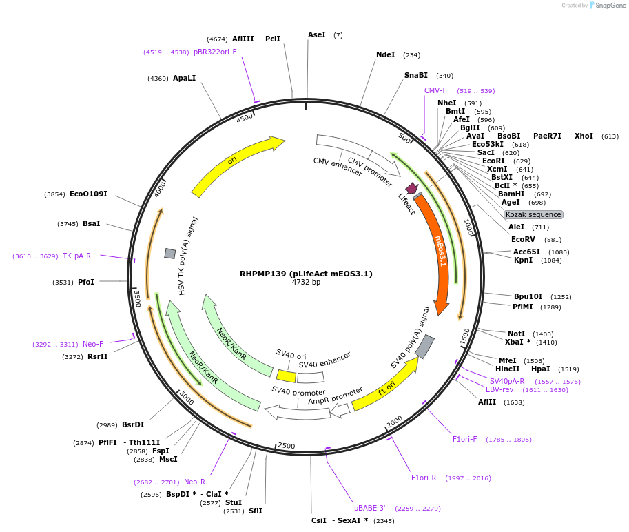 88839-plasmid-map-sequence-id-177489