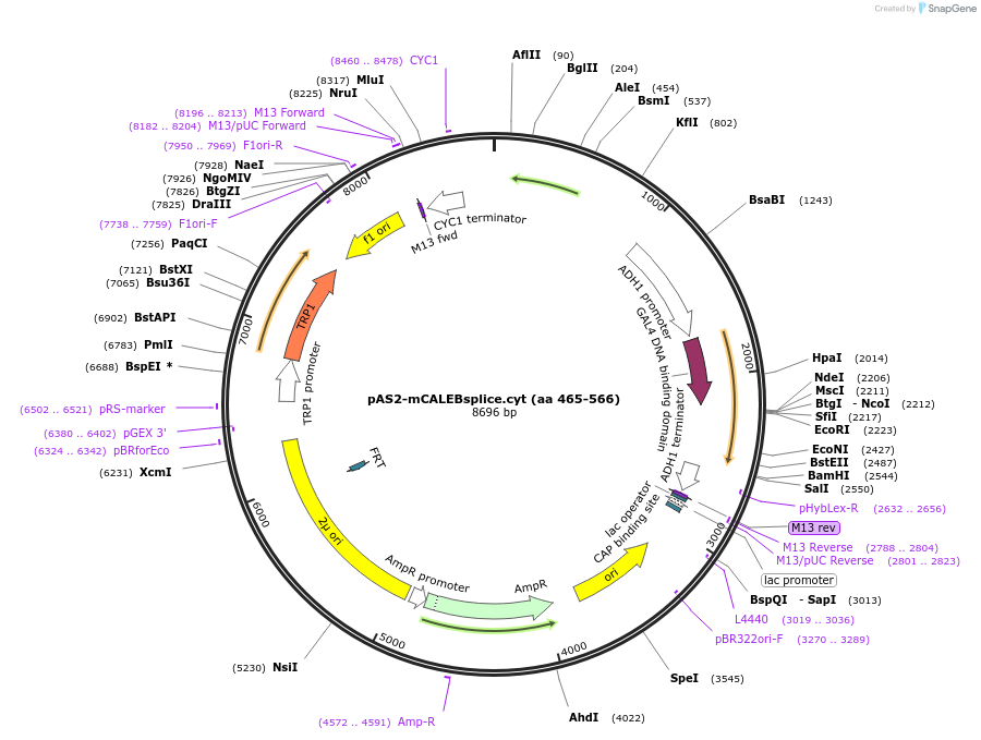 89410-plasmid-map-sequence-id-177490