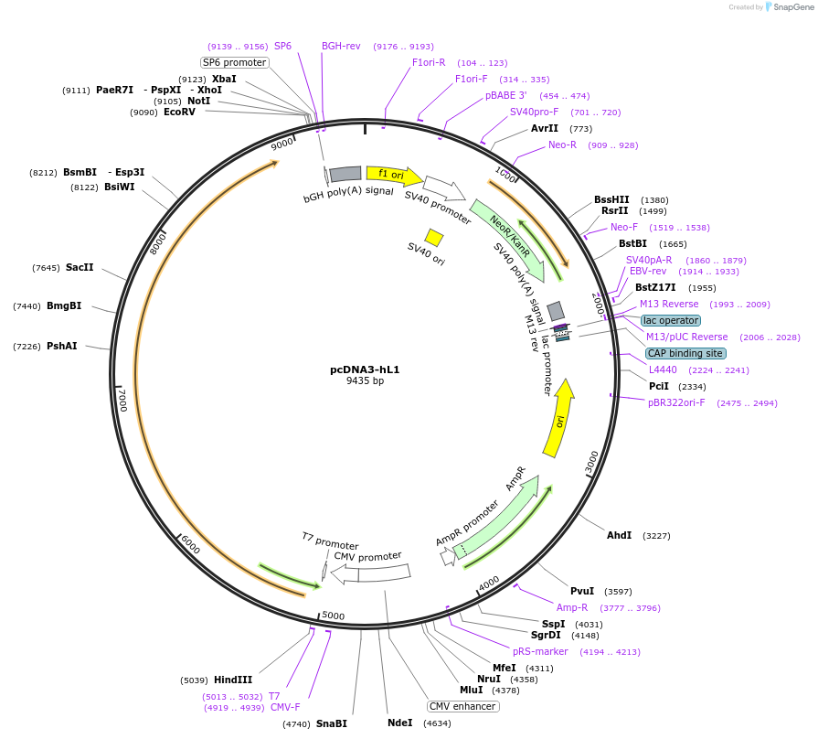 89411-plasmid-map-sequence-id-177493