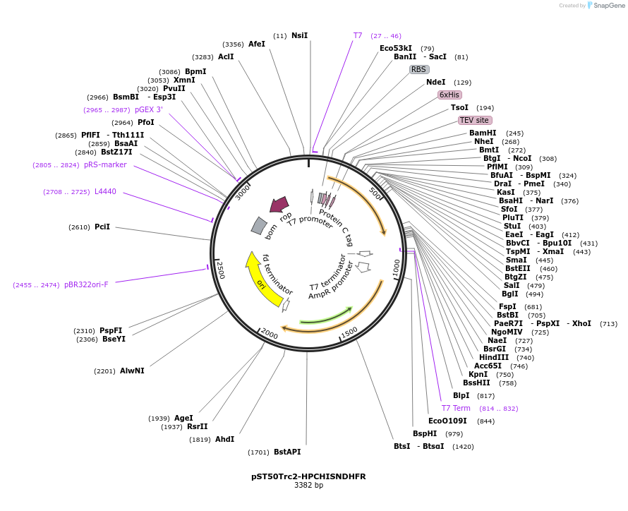 63966-plasmid-map-sequence-id-177500