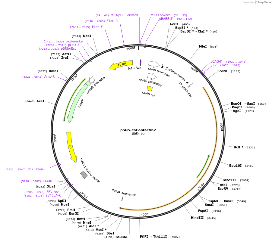 89413-plasmid-map-sequence-id-177501