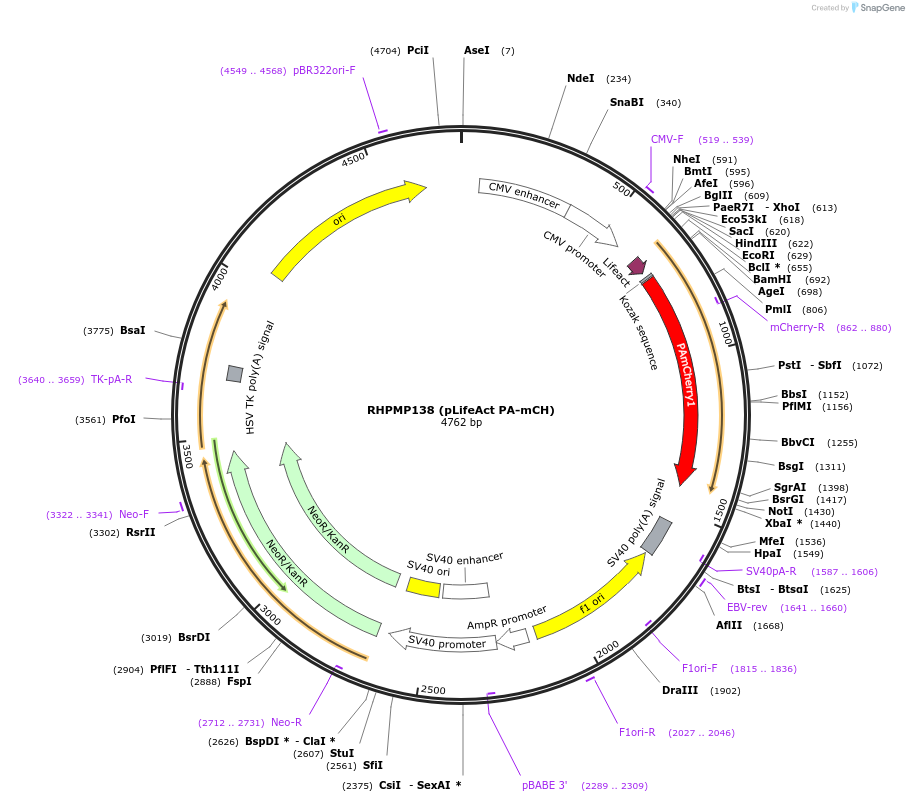 88838-plasmid-map-sequence-id-177509