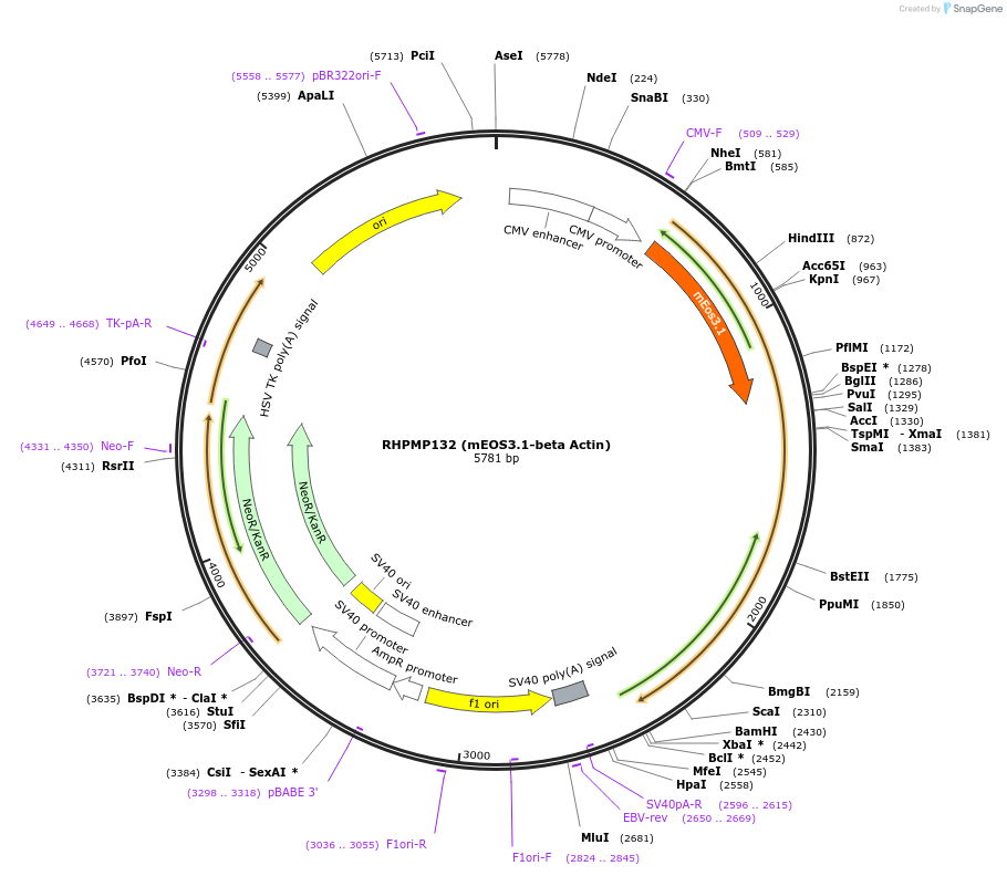 88836-plasmid-map-sequence-id-177523