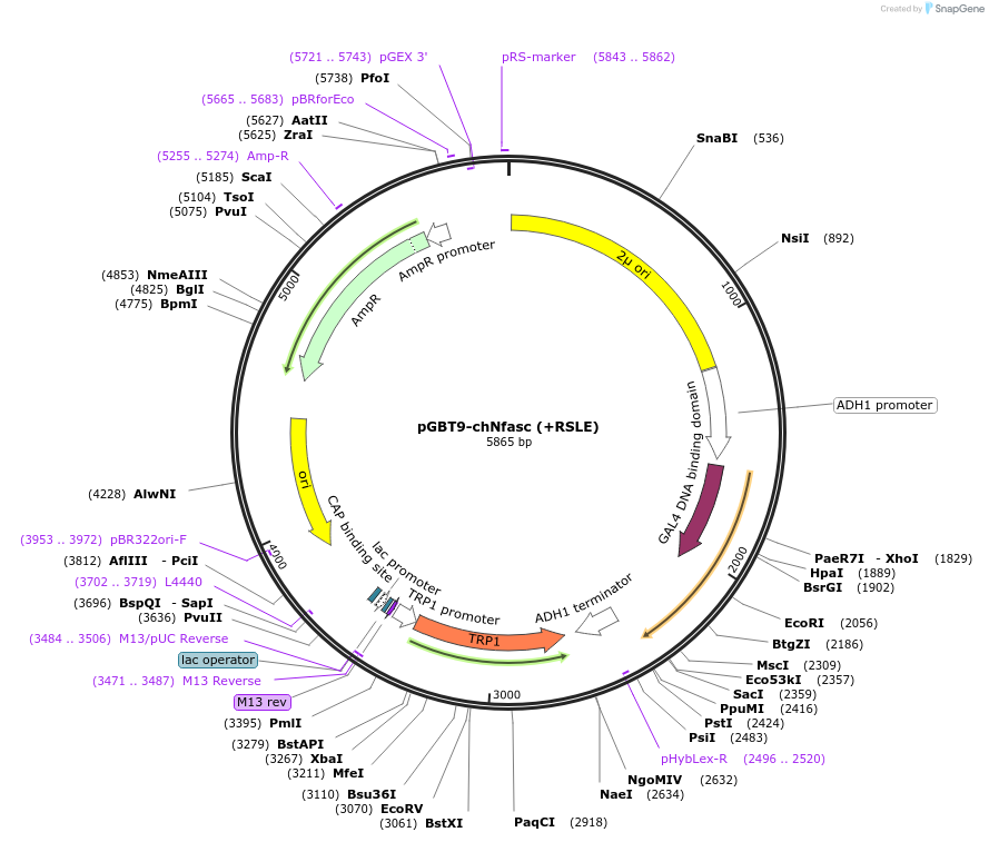 89418-plasmid-map-sequence-id-177535