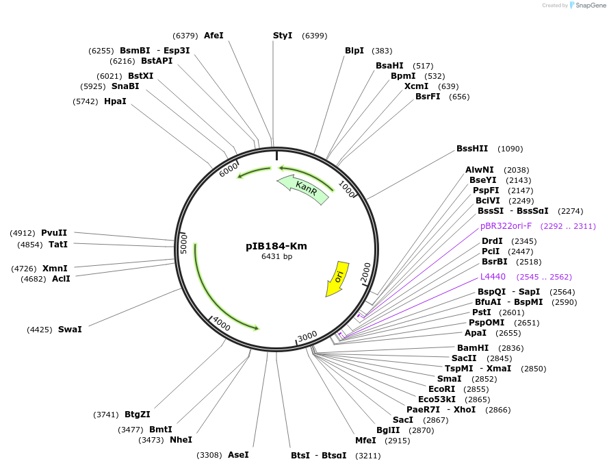 90195-plasmid-map-sequence-id-177558