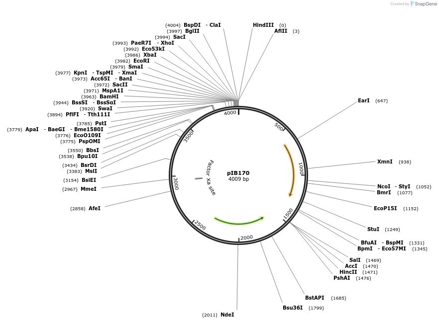 90193-plasmid-map-sequence-id-177560