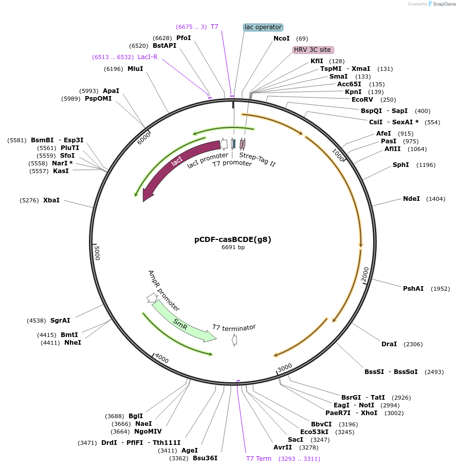 89727-plasmid-map-sequence-id-177591