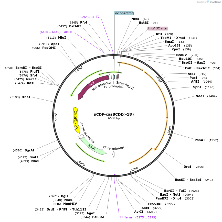 89732-plasmid-map-sequence-id-177593