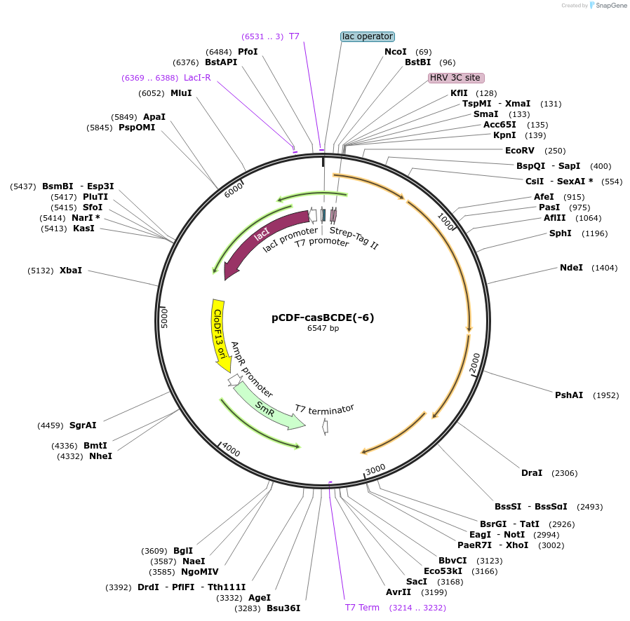 89730-plasmid-map-sequence-id-177596