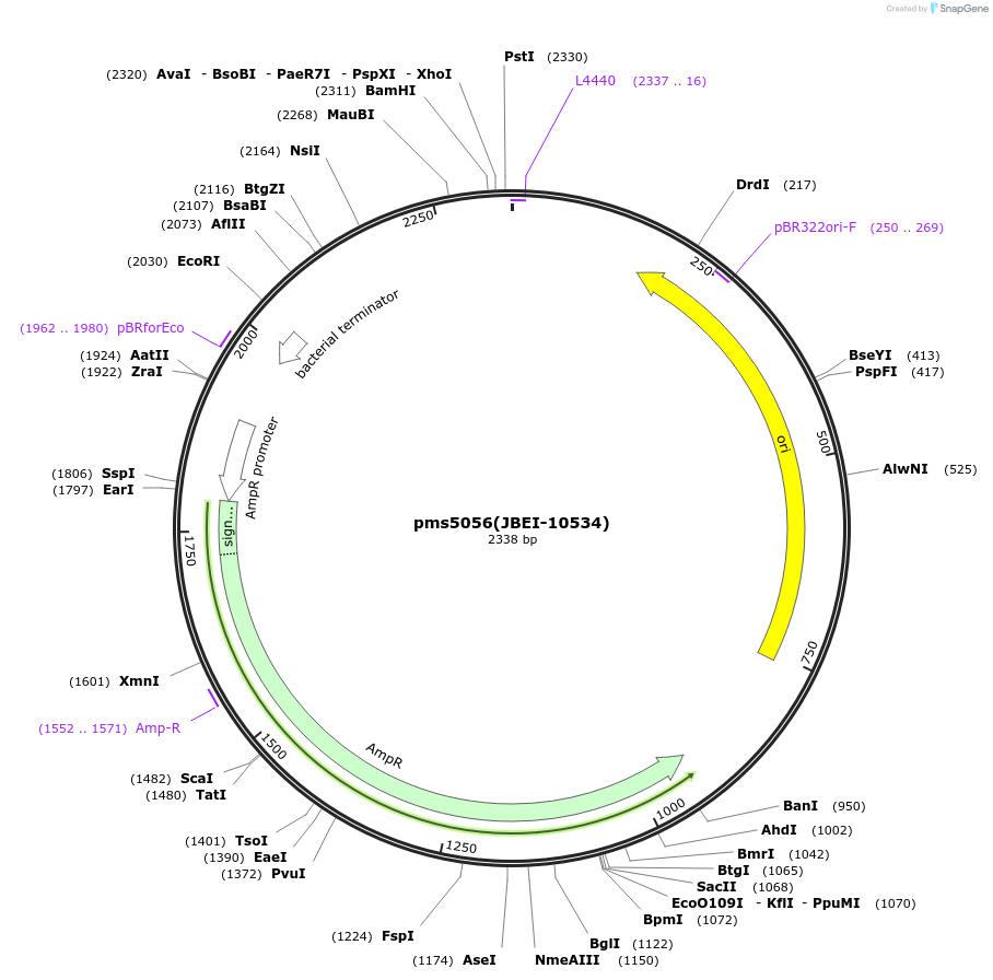 87963-plasmid-map-sequence-id-177603